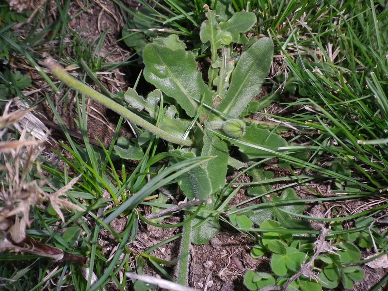 Fiore giallo citrino - Urospermum dalechampii